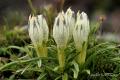 Hermosas flores de esta variedad de genciana