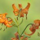 Descripción: Esta variedad de Lilium sólo se encuentra en la Península de Kamchaktka e Islas Kuriles  (Rusia)