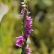 Orquídea que me llamo la atención porque esta variedad de color rosa en España no se conoce